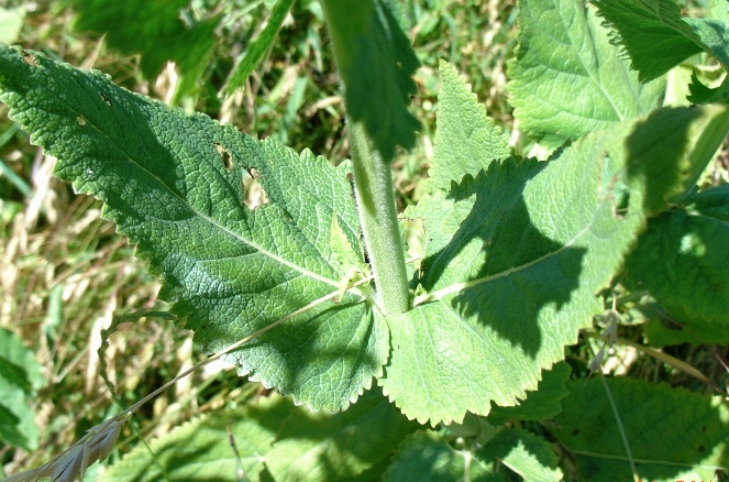 Salvia? - . Salvia  cfr. nemorosa